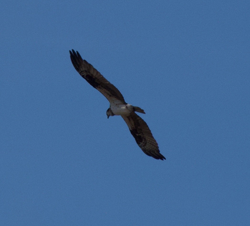 魚鷹 - ML647309389