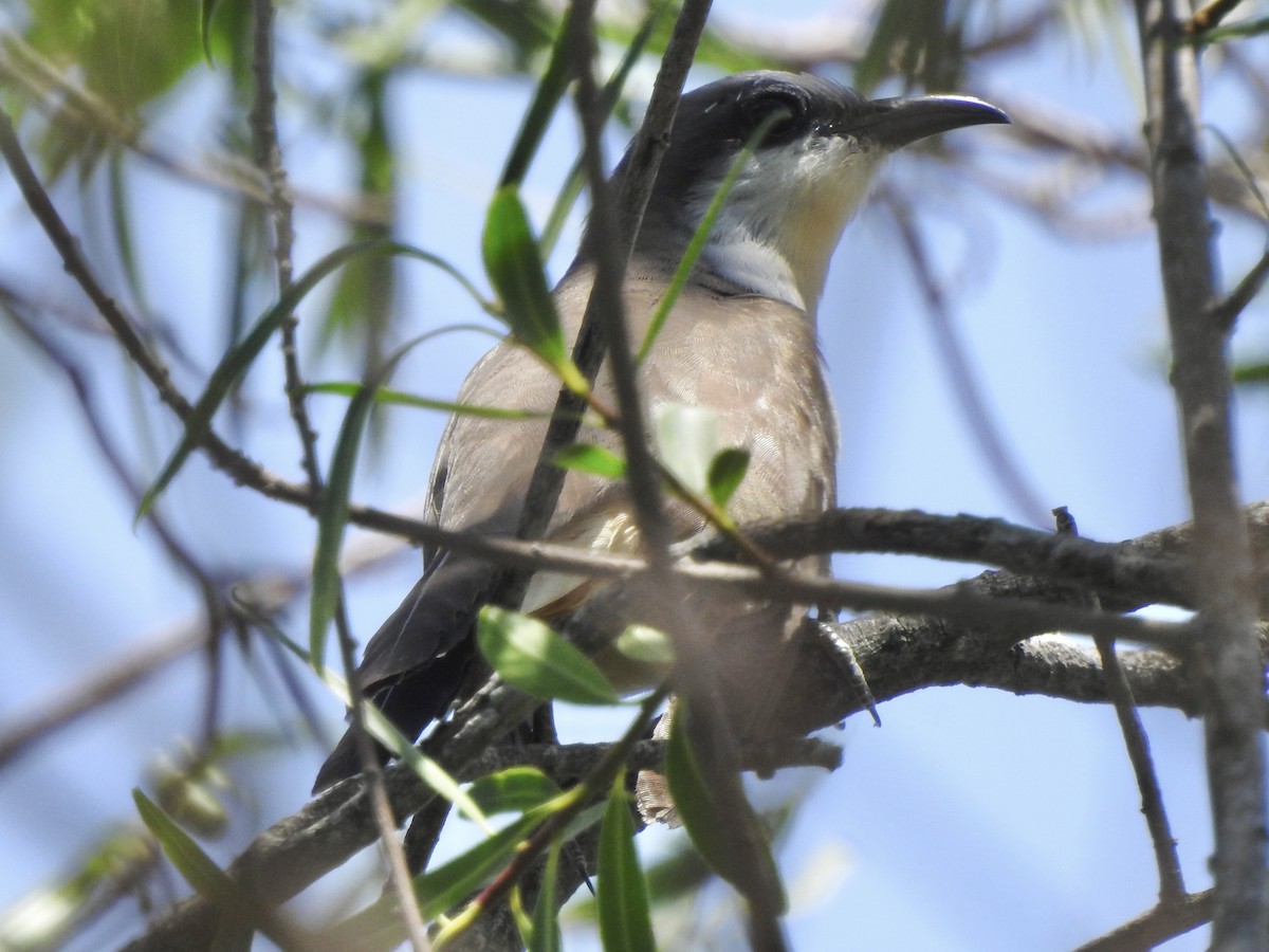 Dark-billed Cuckoo - ML647309394