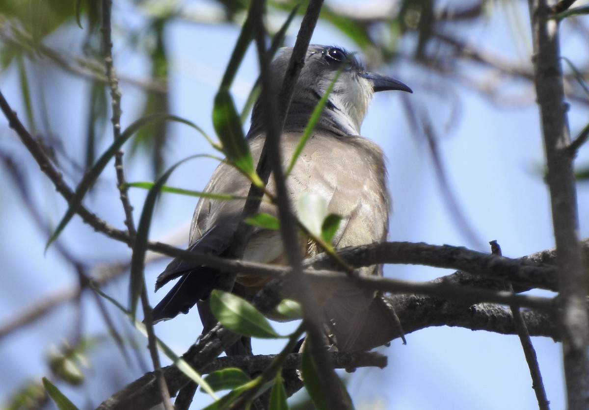 Dark-billed Cuckoo - ML647309395