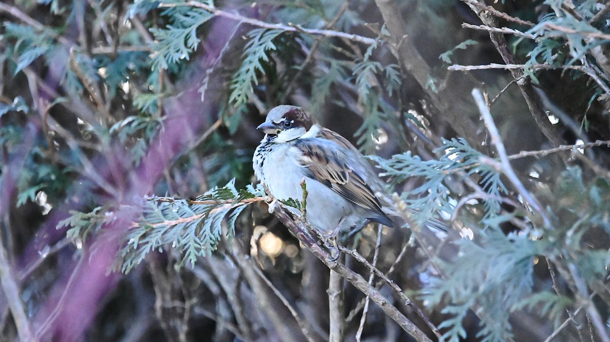 House Sparrow - ML647309396