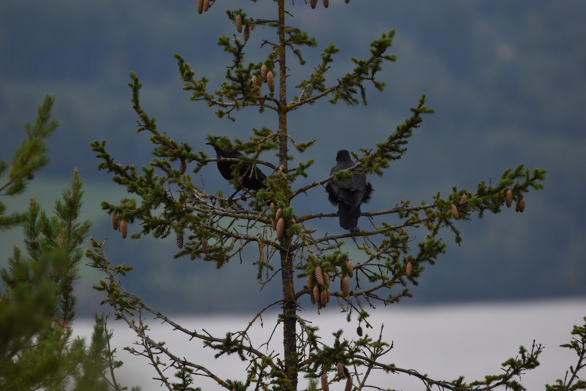 Common Raven - ML647309426