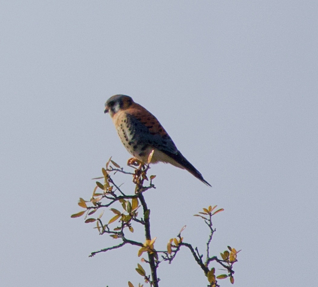 American Kestrel - ML647309438