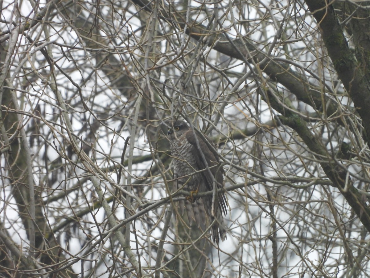 Eurasian Sparrowhawk - ML647309444