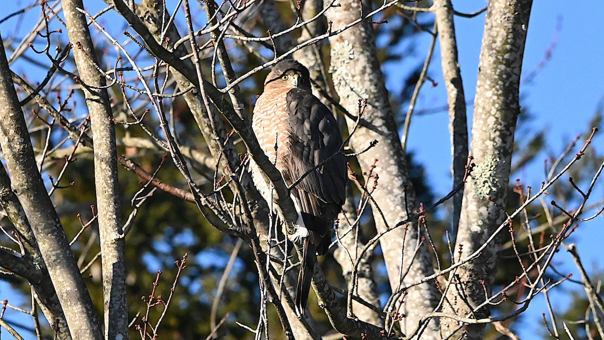 Cooper's Hawk - ML647309456