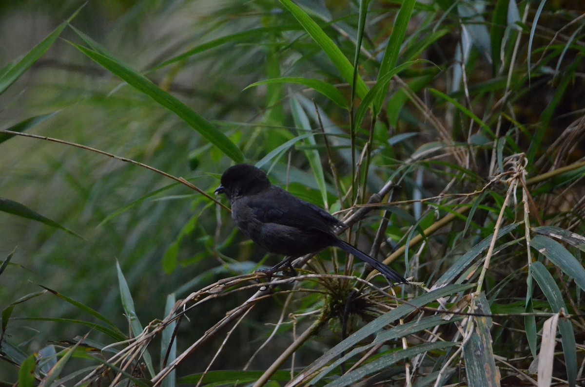 Yellow-thighed Brushfinch - ML647309465