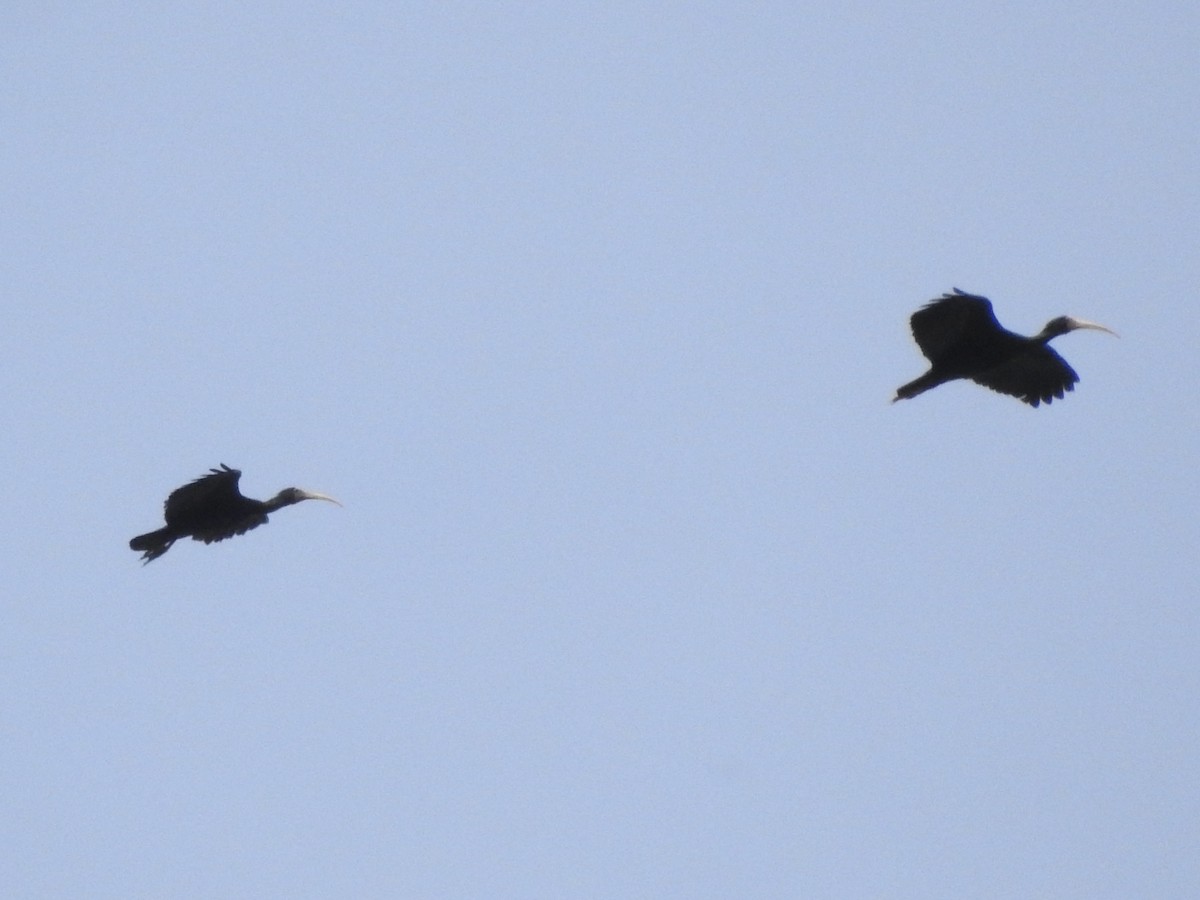 Bare-faced Ibis - ML647309477