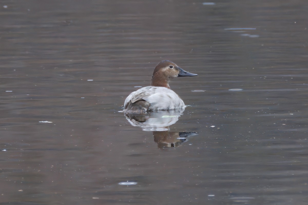 Canvasback - ML647309478