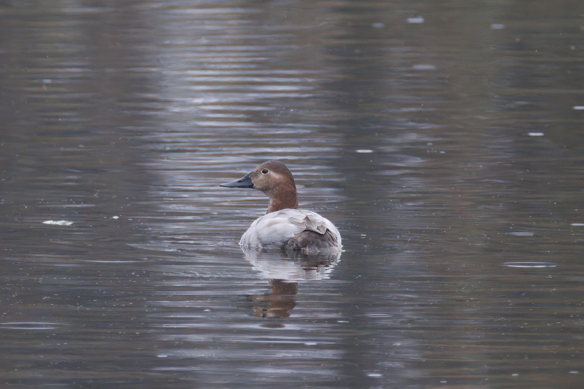 Canvasback - ML647309479