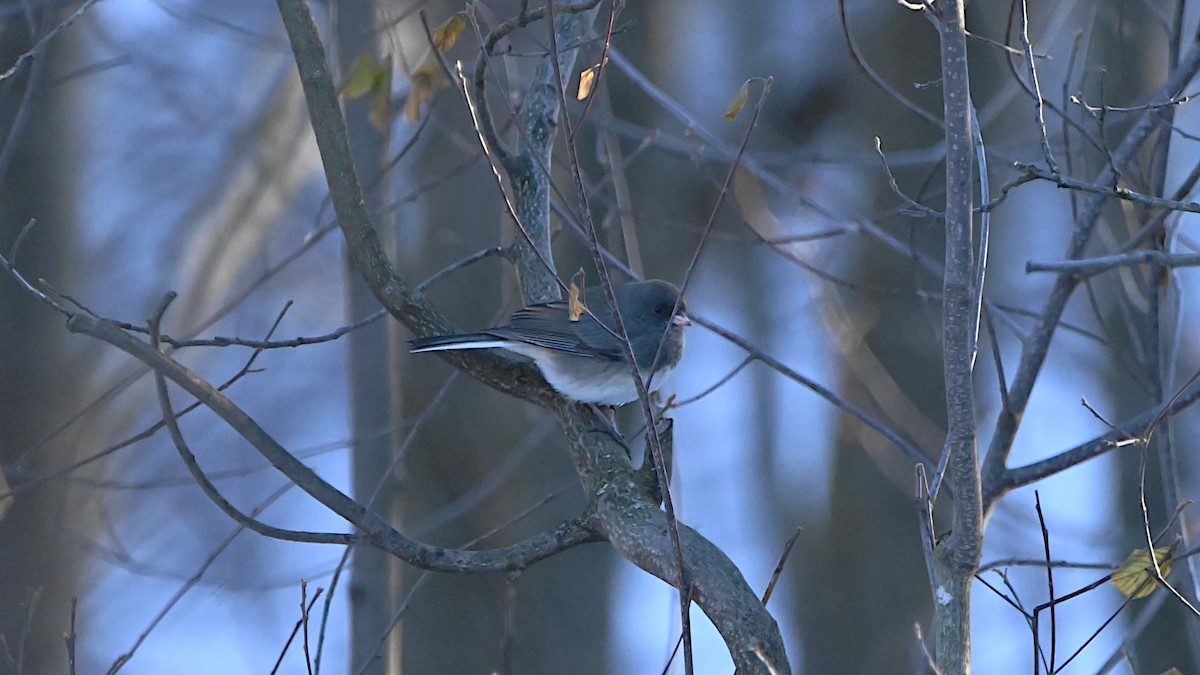 Dark-eyed Junco - ML647309480