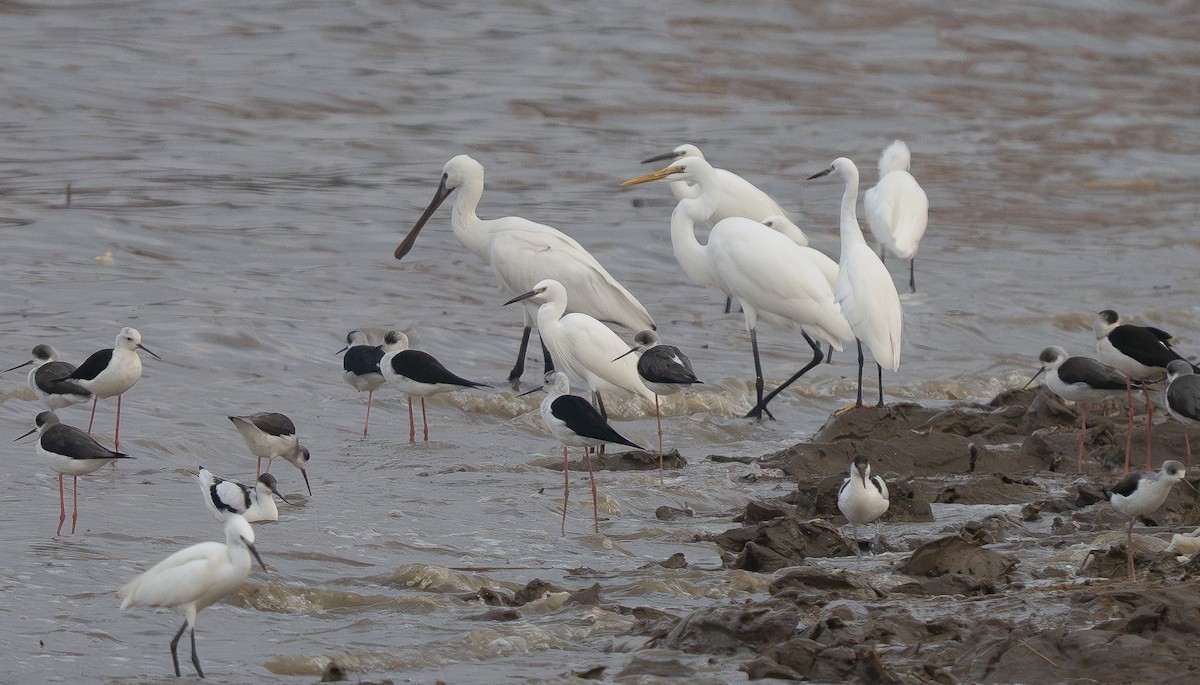 kolpík bílý - ML647309482