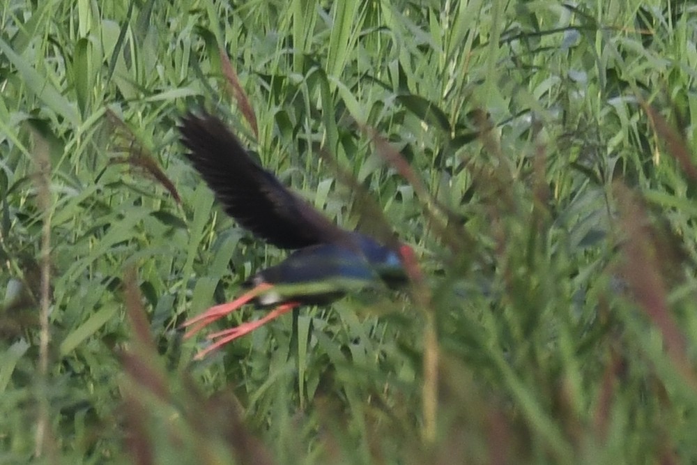 פורפיריה מערבית - ML647309484