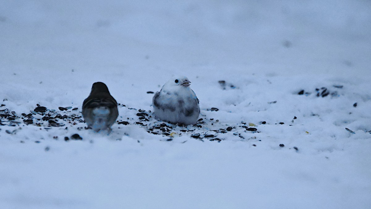Dark-eyed Junco - ML647309503