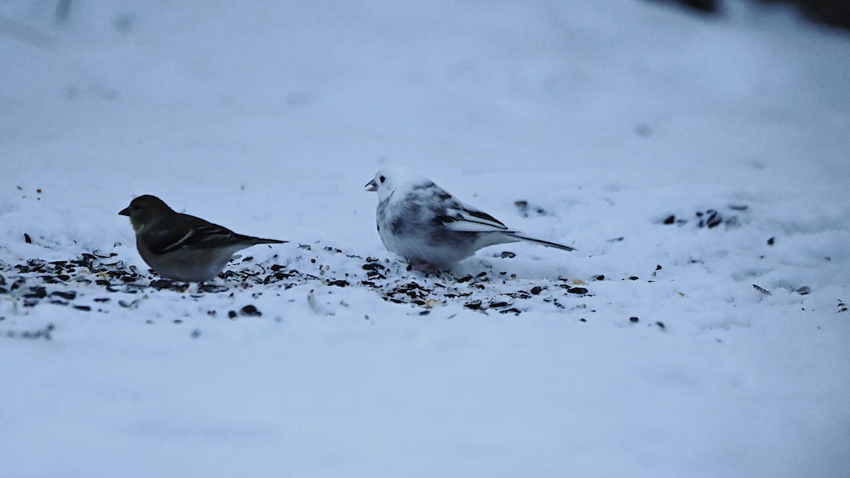 Dark-eyed Junco - ML647309511