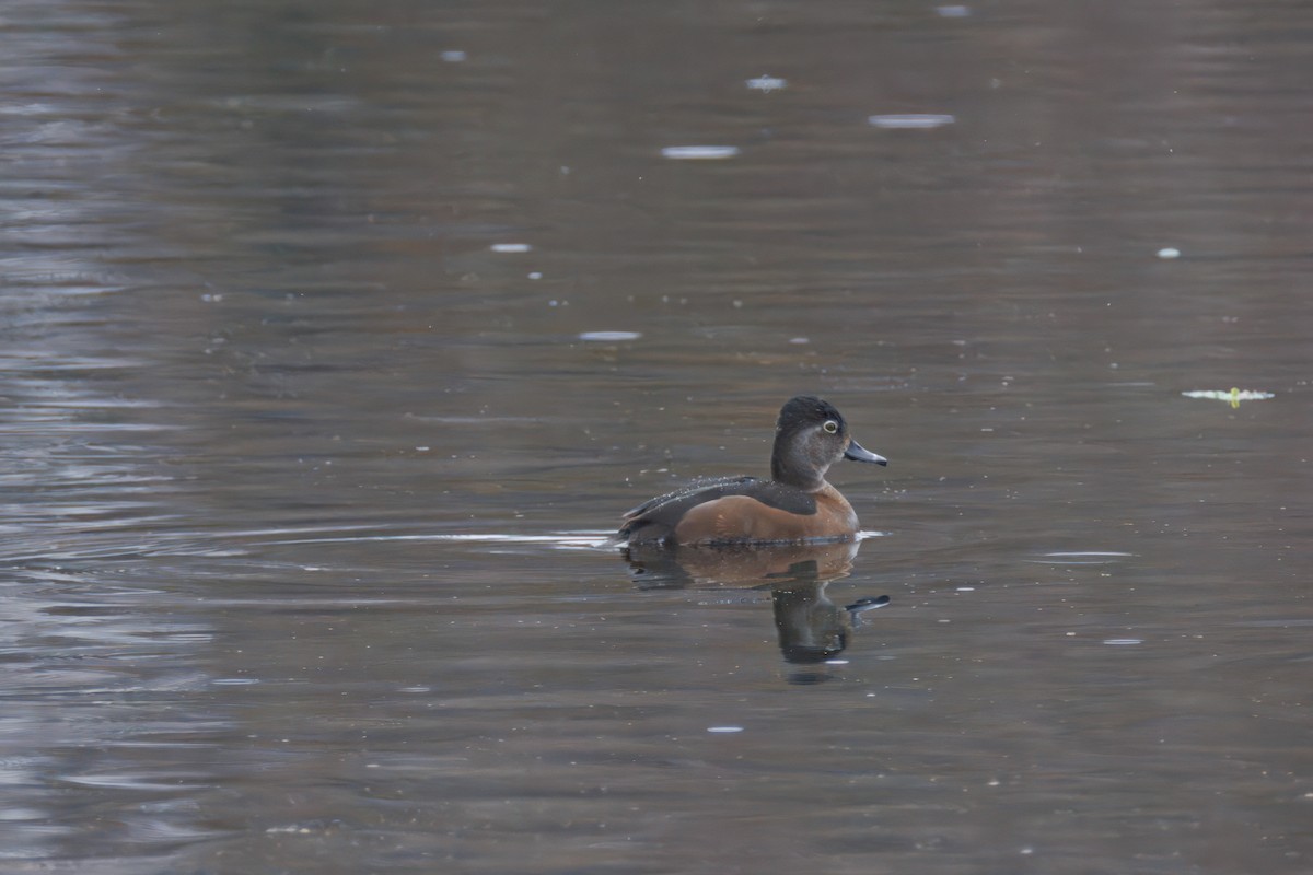Ring-necked Duck - ML647309519