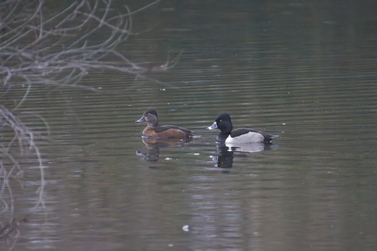 Ring-necked Duck - ML647309520