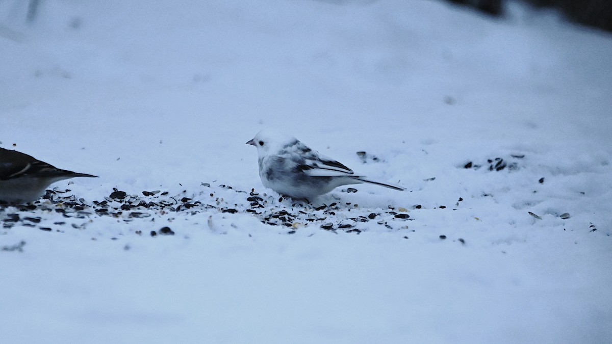 Dark-eyed Junco - ML647309525