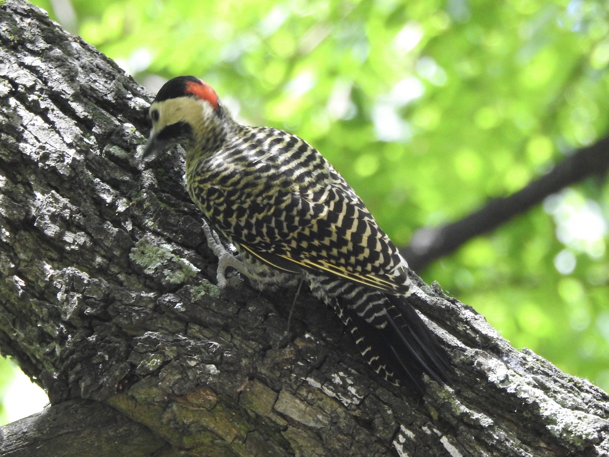 Green-barred Woodpecker - ML647309528