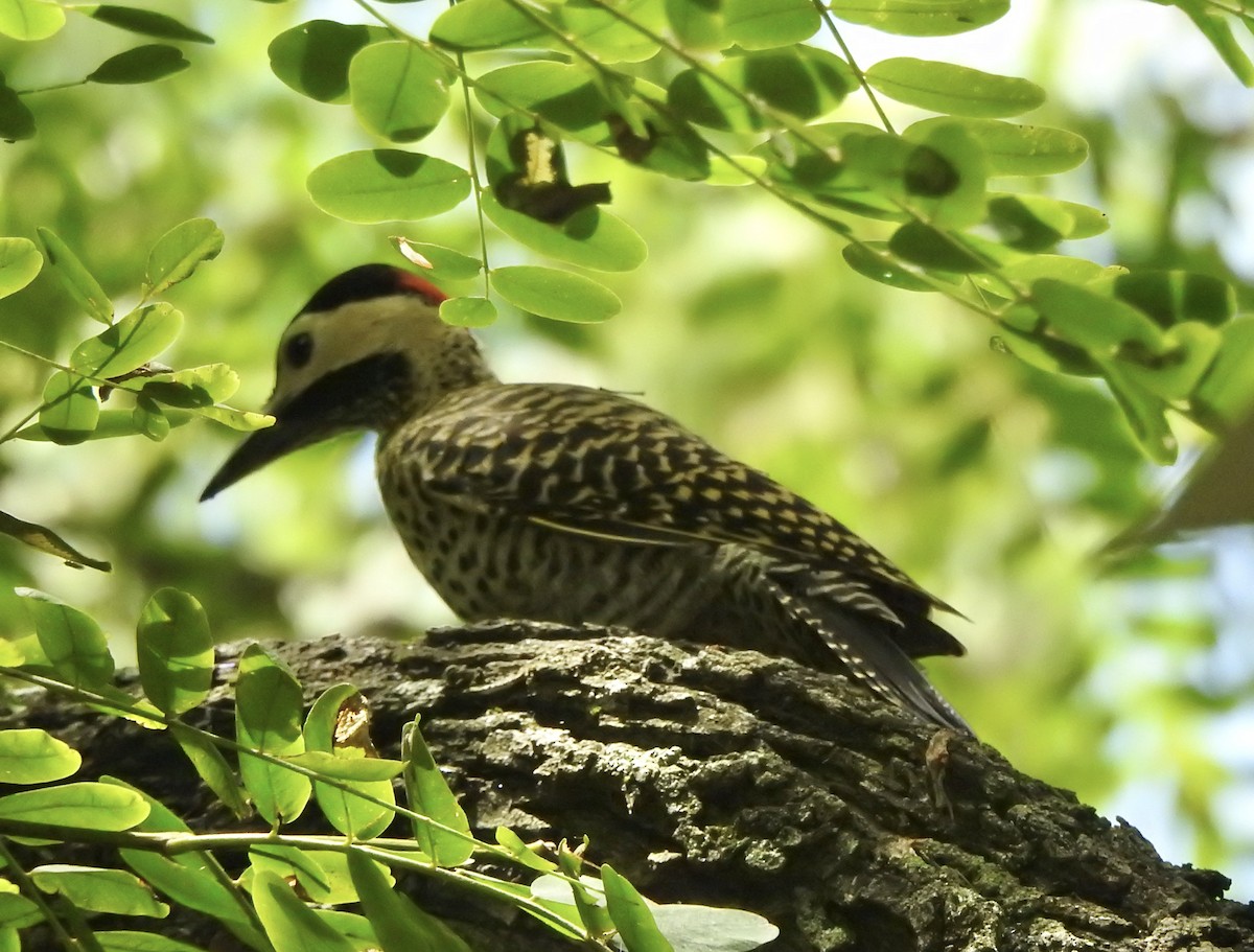 Green-barred Woodpecker - ML647309529