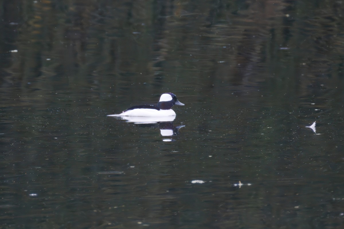 Bufflehead - ML647309540