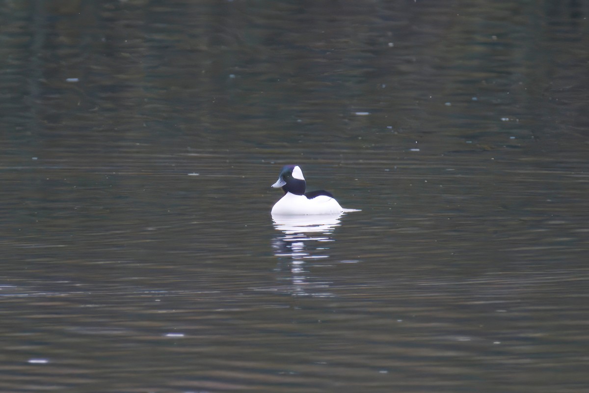 Bufflehead - ML647309541
