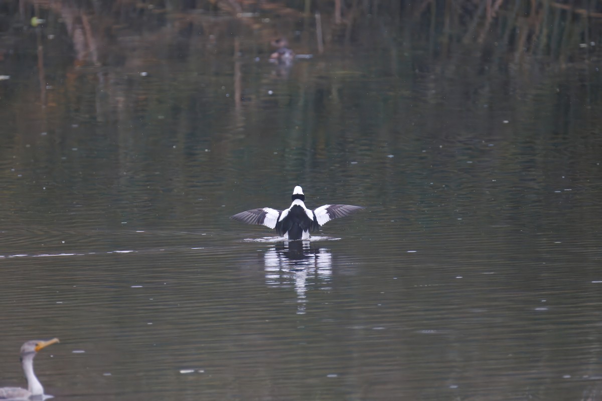 Bufflehead - ML647309542