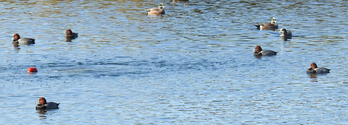 Redhead - ML647309563