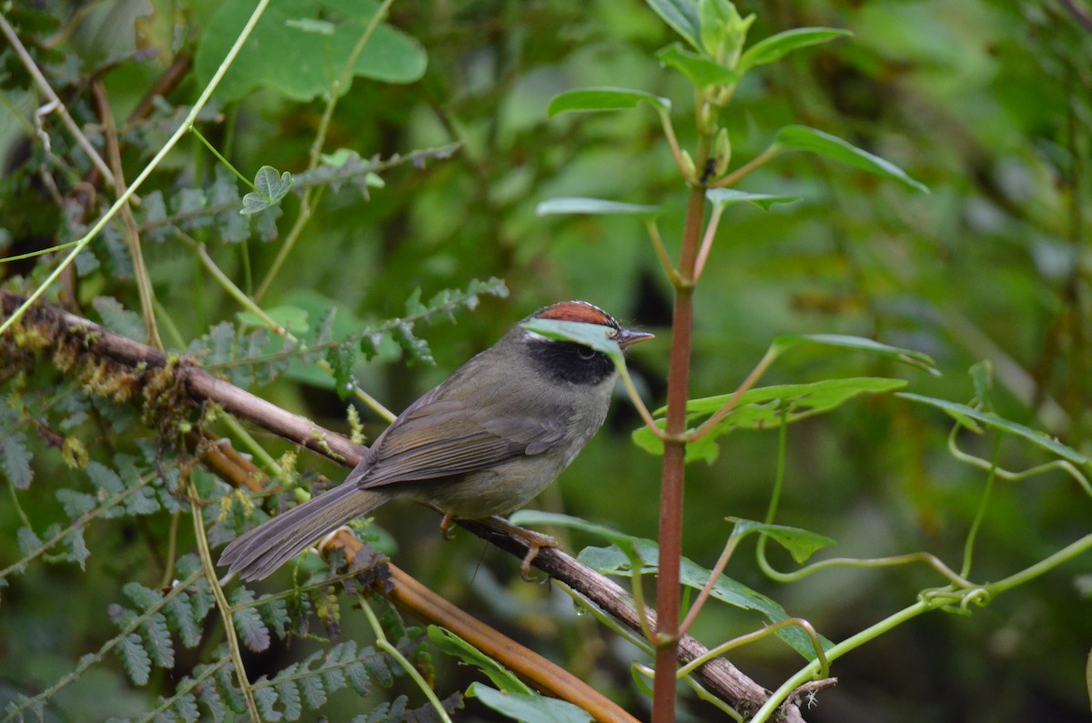 Black-cheeked Warbler - ML647309575