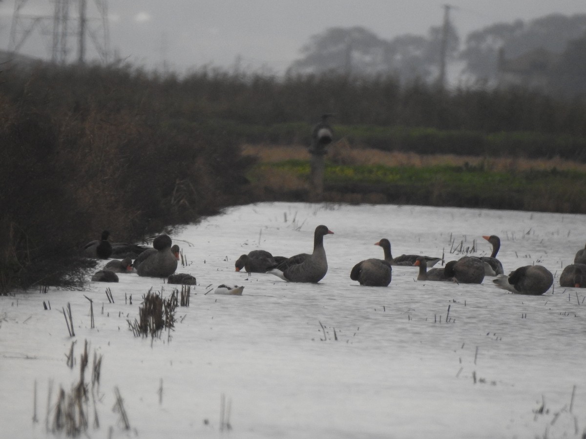 Graylag Goose - ML647309580