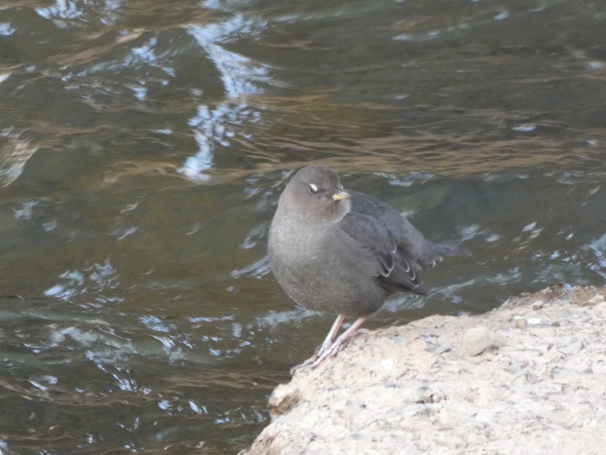 אמודאי אמריקני - ML647309583