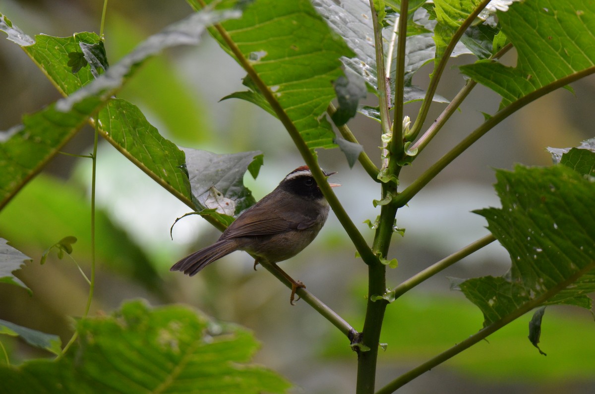 Black-cheeked Warbler - ML647309588
