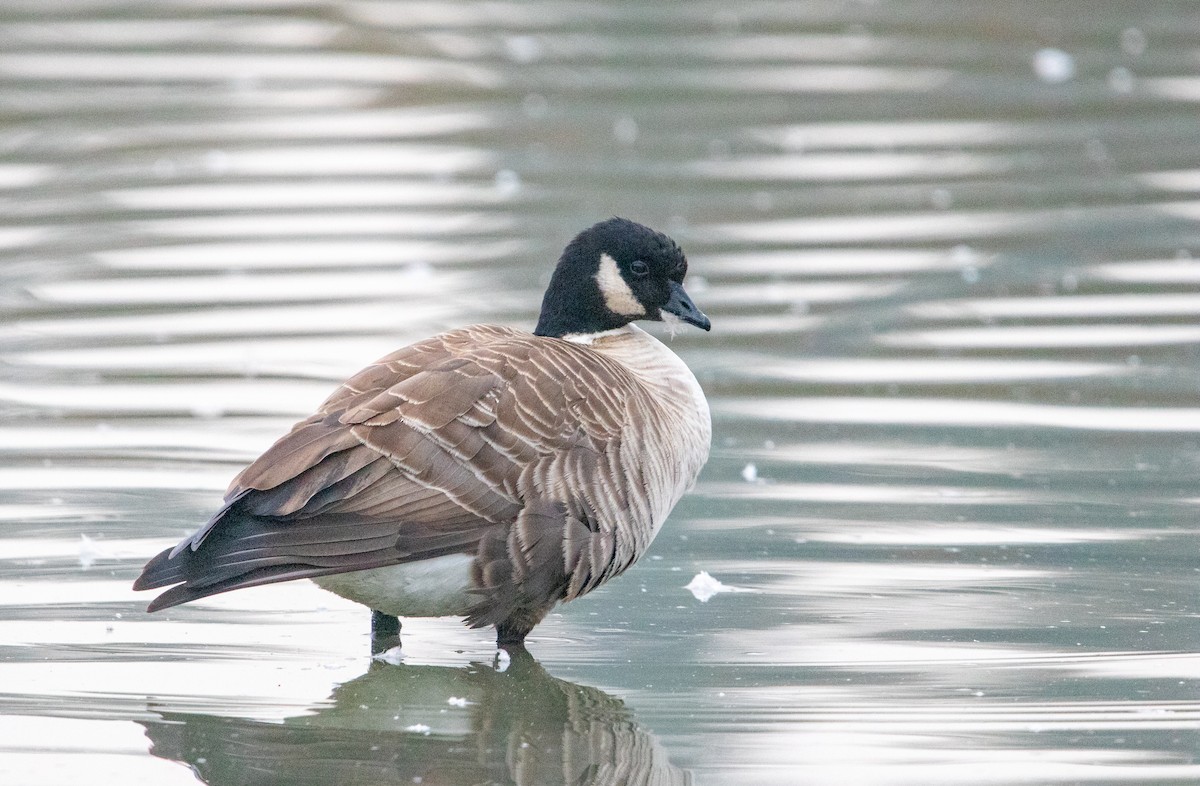 Cackling Goose - ML647309595