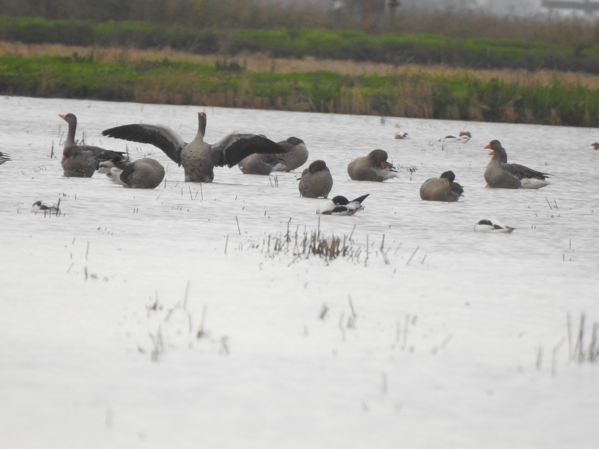 Graylag Goose - ML647309612