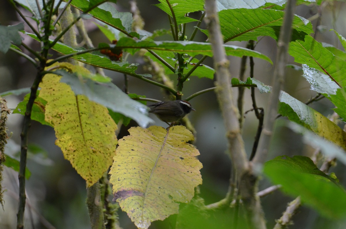 Black-cheeked Warbler - ML647309613