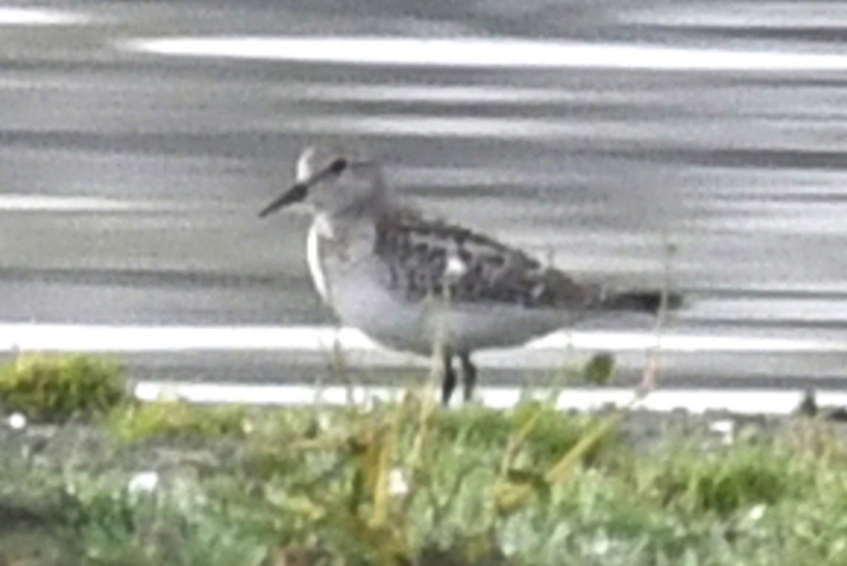 bonapartesnipe - ML647309622