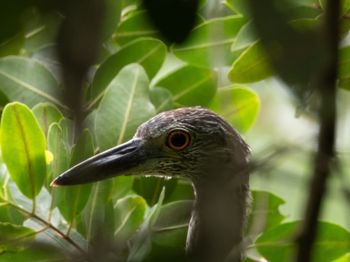 Yellow-crowned Night Heron - ML647309623