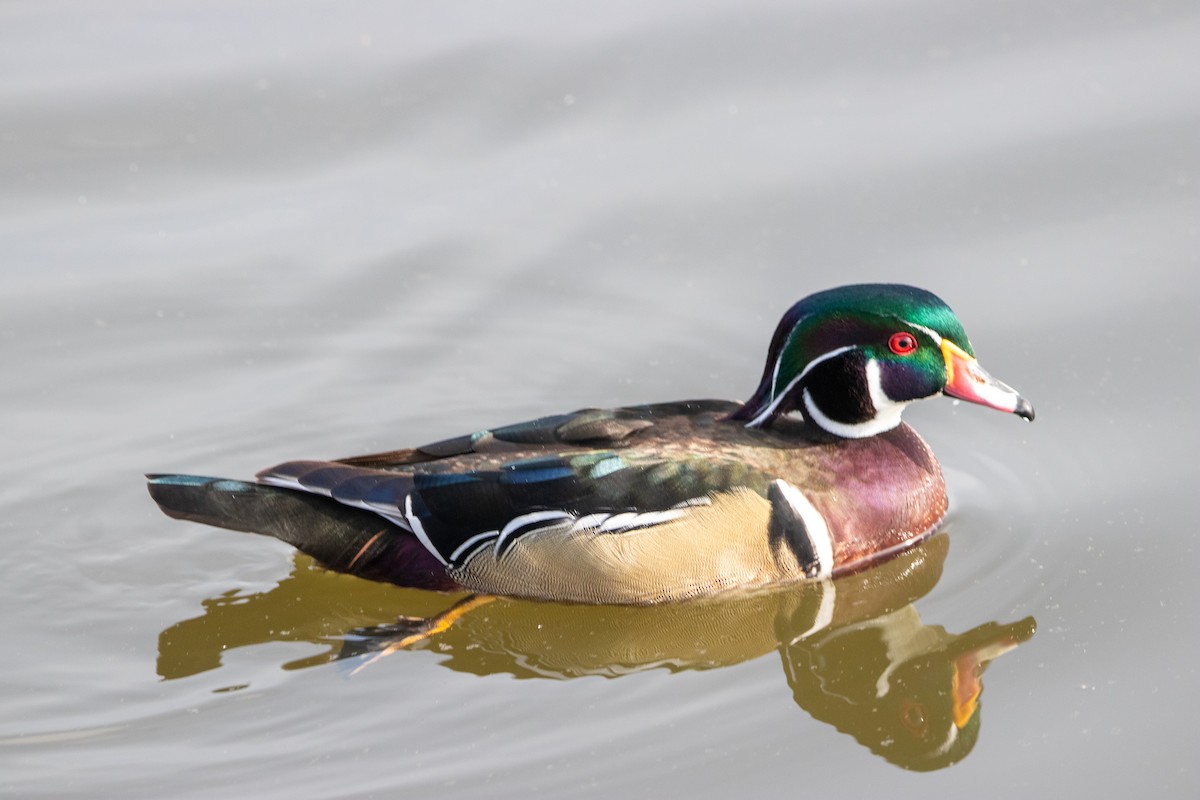 Wood Duck - ML647309625