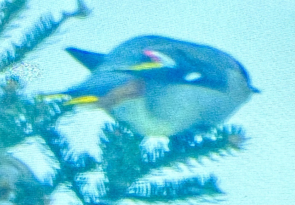 Bohemian Waxwing - ML647309631