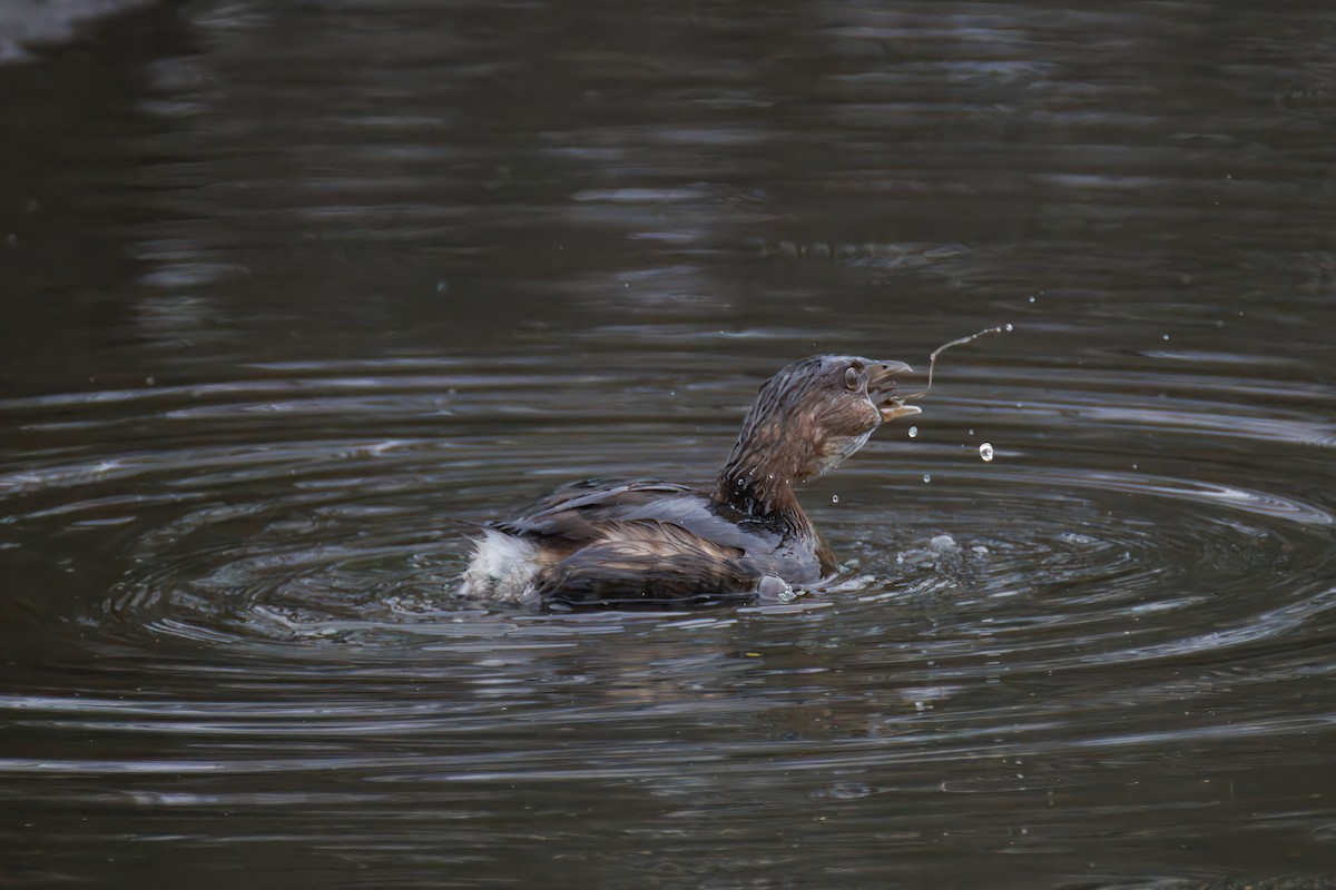 Pied-billed Grebe - ML647309633