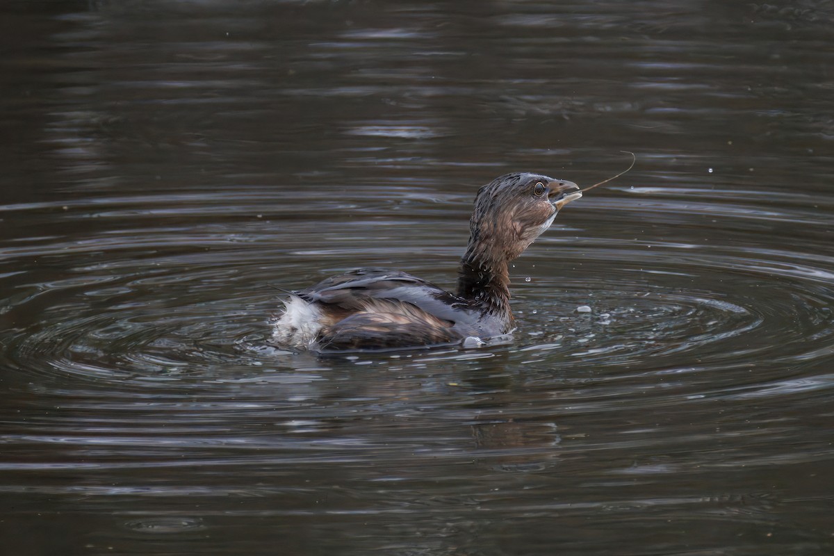 Pied-billed Grebe - ML647309634
