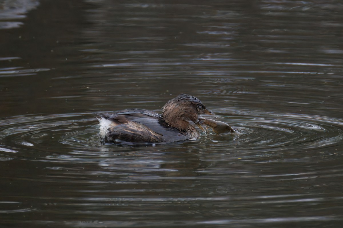 Pied-billed Grebe - ML647309635