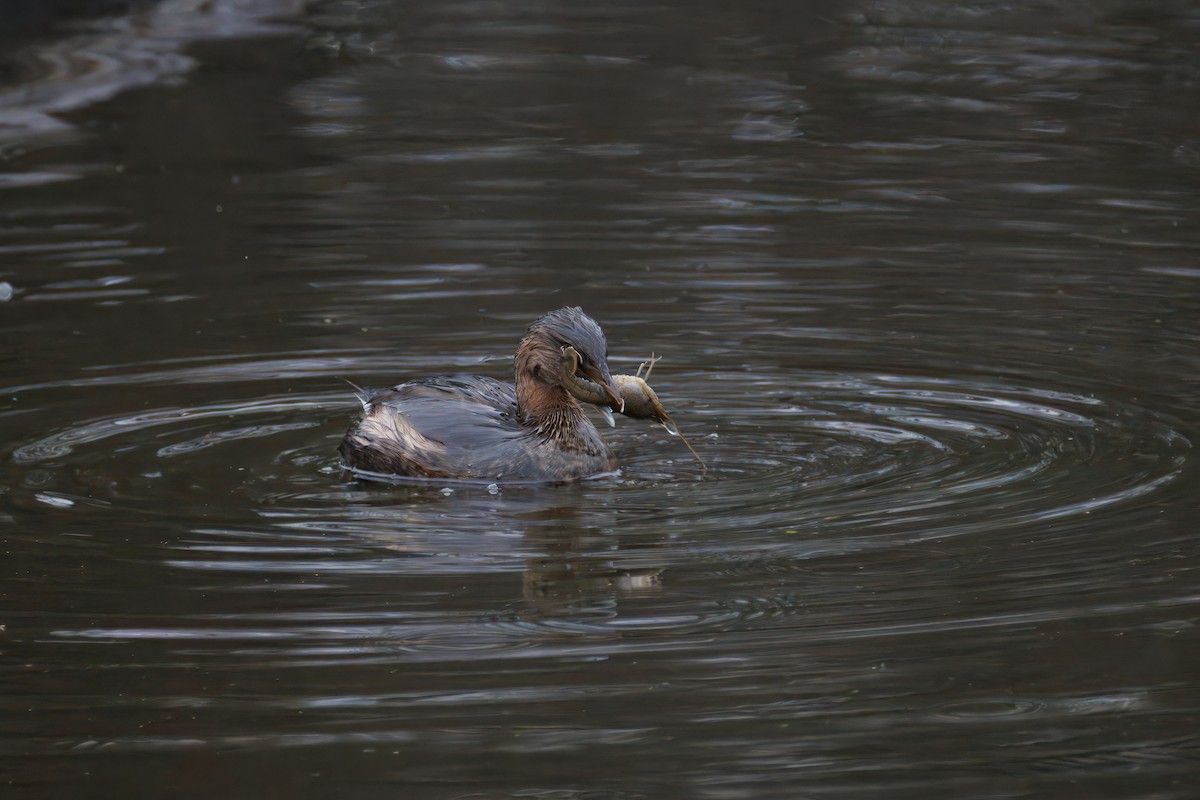 Pied-billed Grebe - ML647309636
