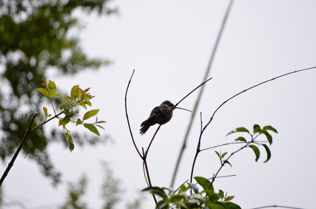 Talamanca Hummingbird - ML647309646