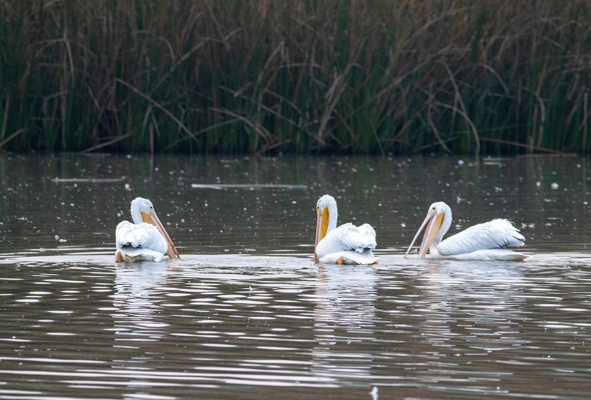 American White Pelican - ML647309661