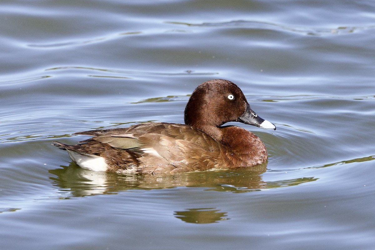 Hardhead - ML647309662