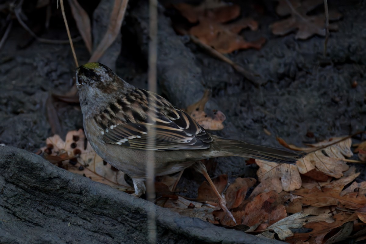 Golden-crowned Sparrow - ML647309664