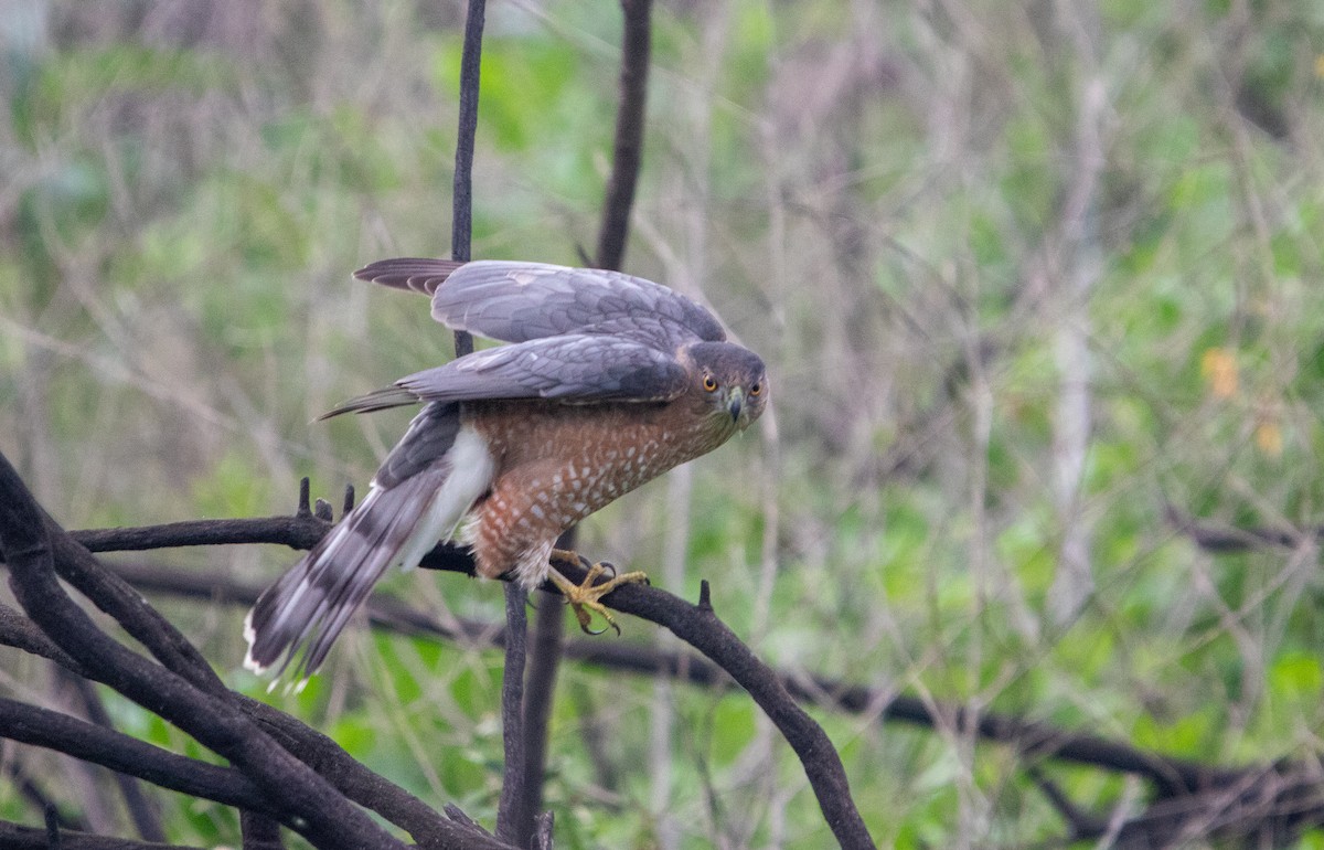 Cooper's Hawk - ML647309675
