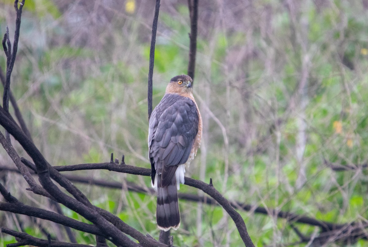 Cooper's Hawk - ML647309676