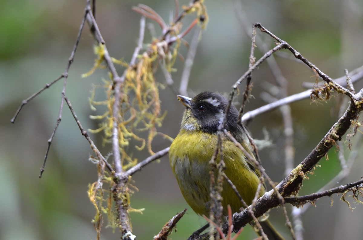 Sooty-capped Chlorospingus - ML647309687