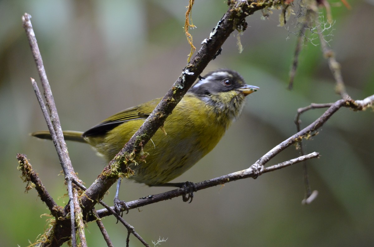 Sooty-capped Chlorospingus - ML647309688