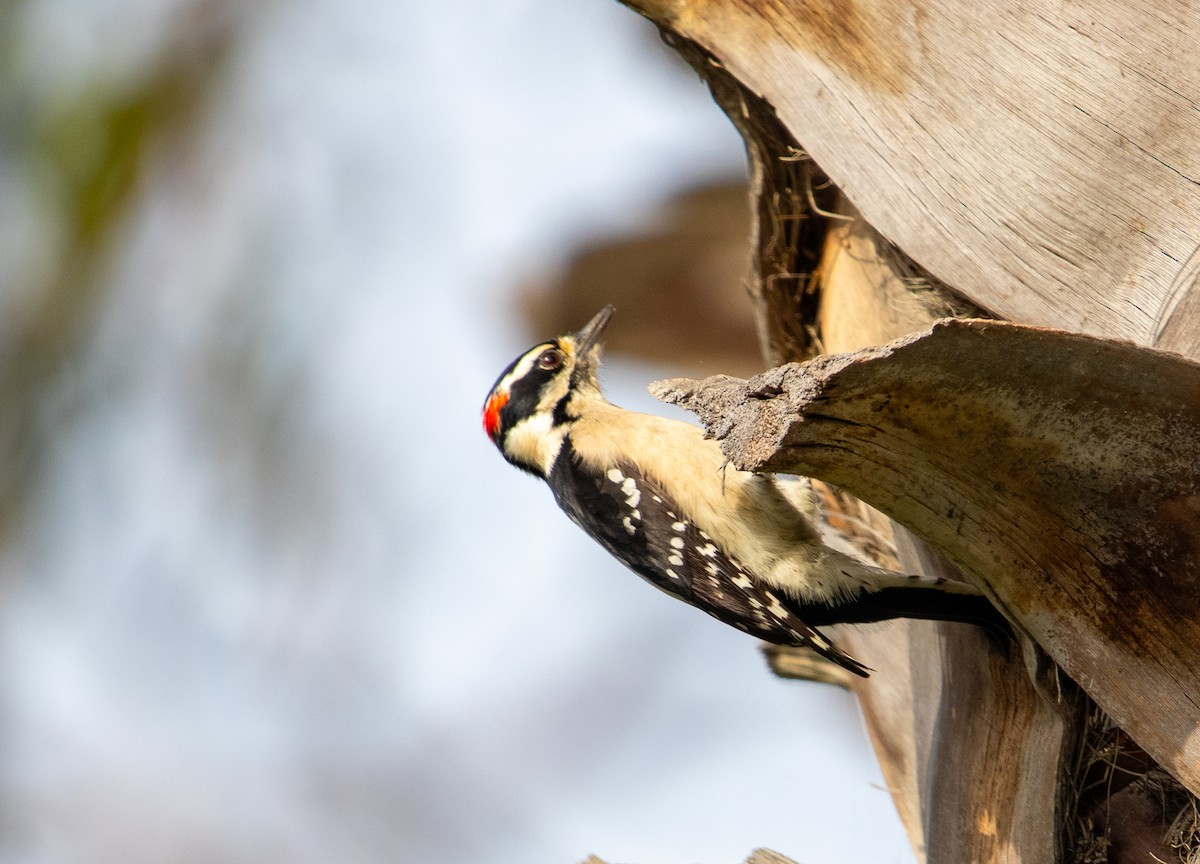Downy Woodpecker - ML647309700